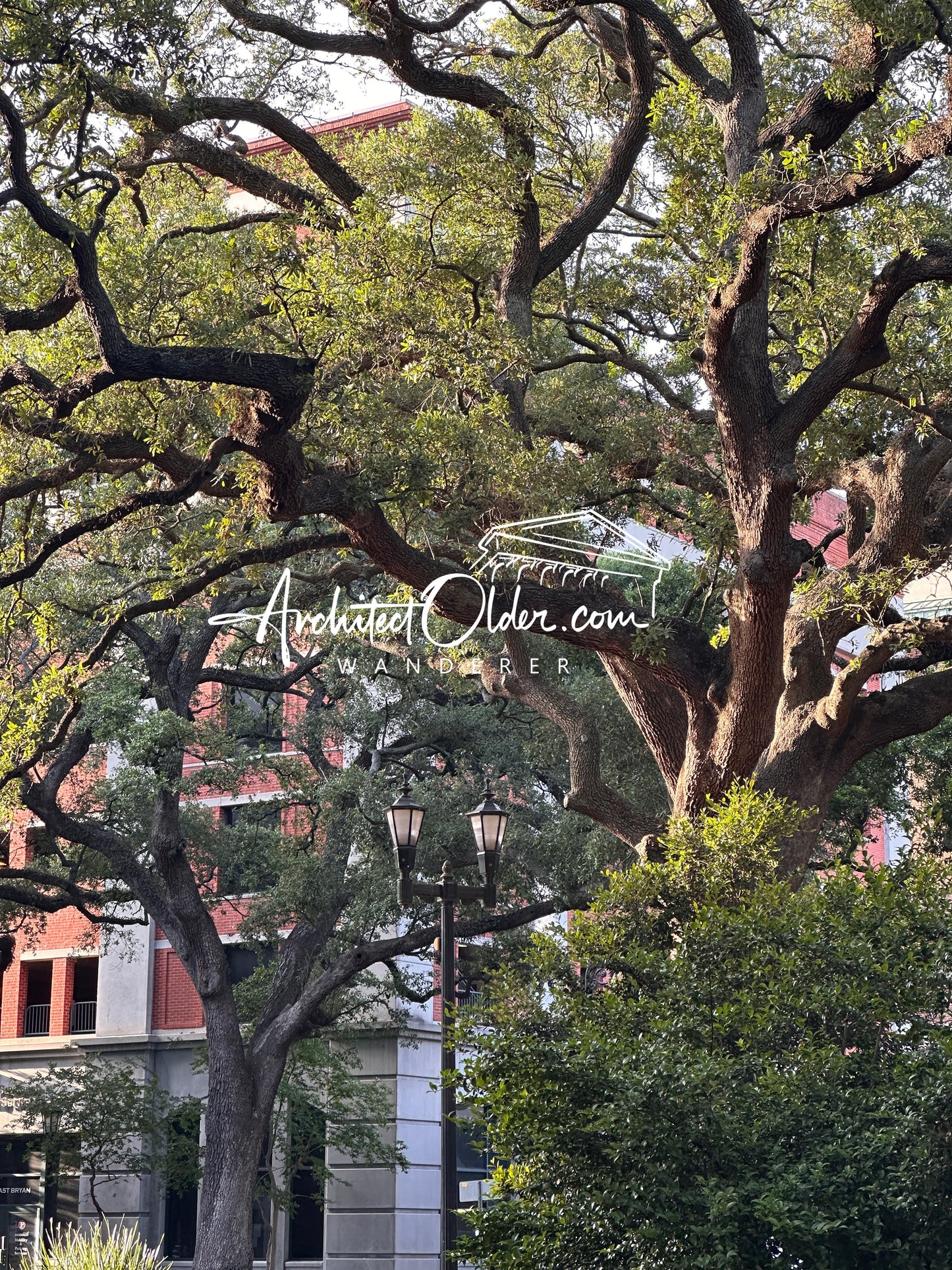 Live Oaks and Lamp Posts