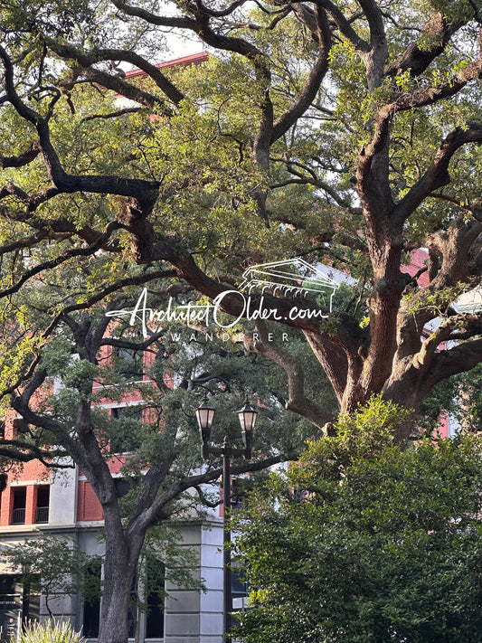 Live Oaks and Lamp Posts