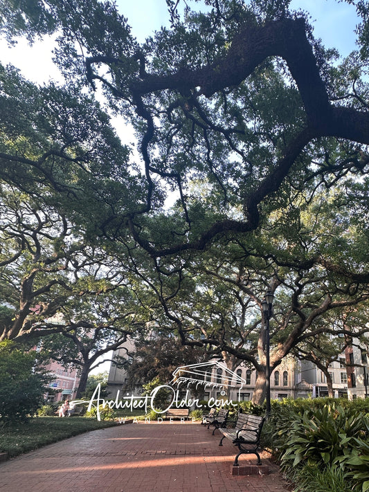 Live Oaks and Sidewalk