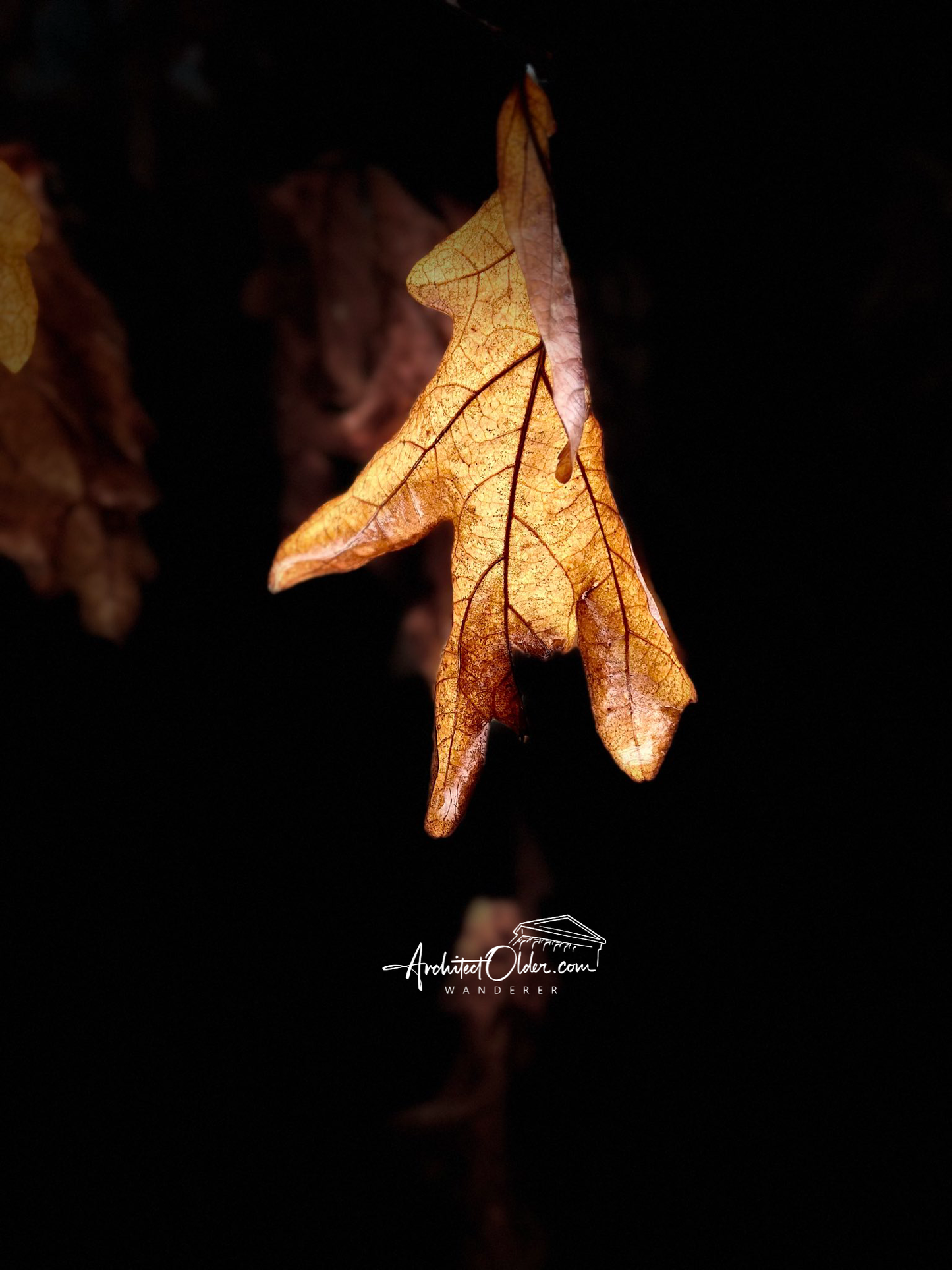 Leaf in Darkness