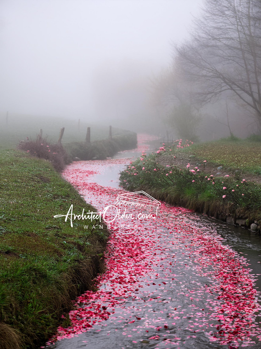 Petals and Stream