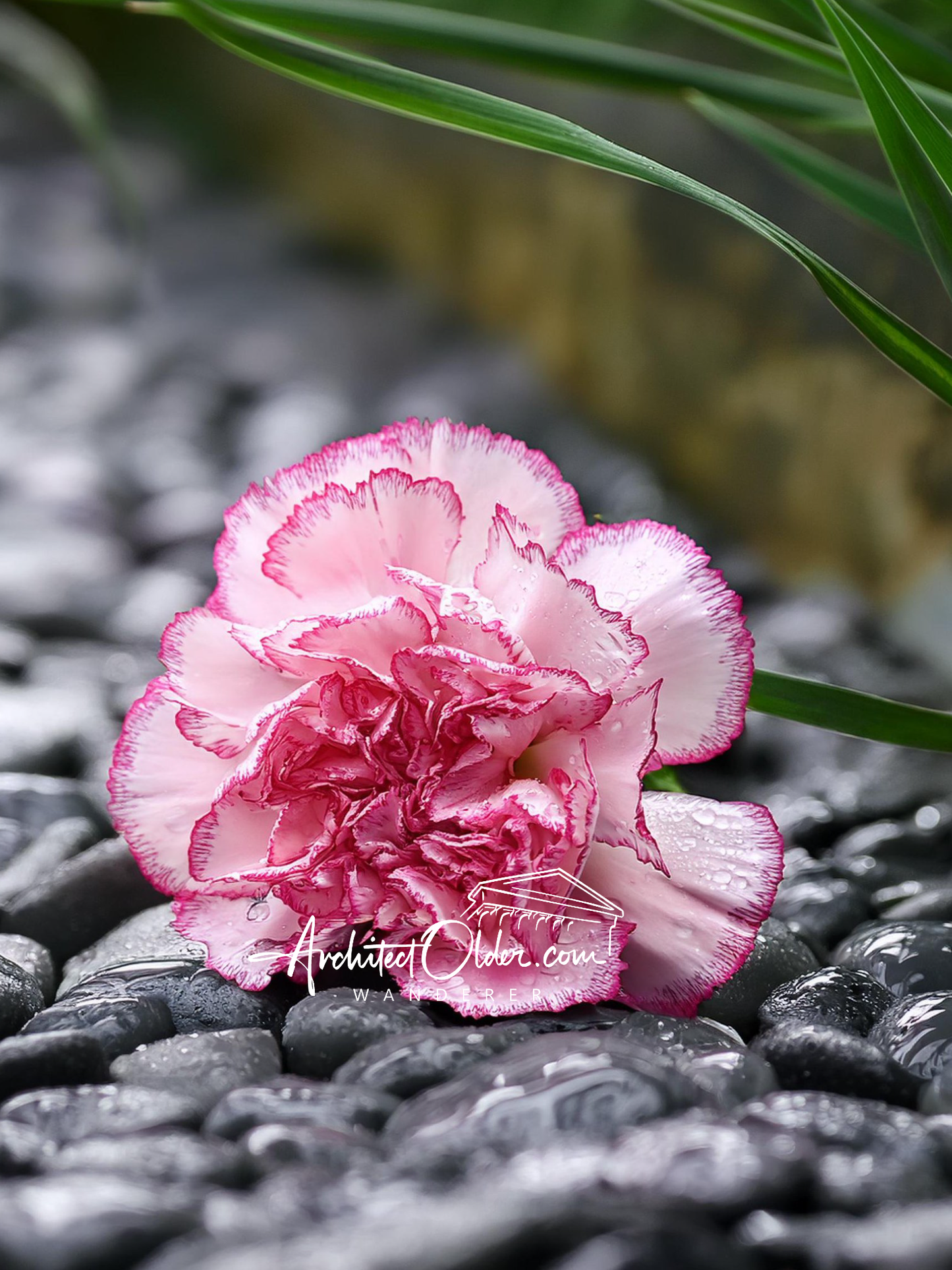 Pink Carnation