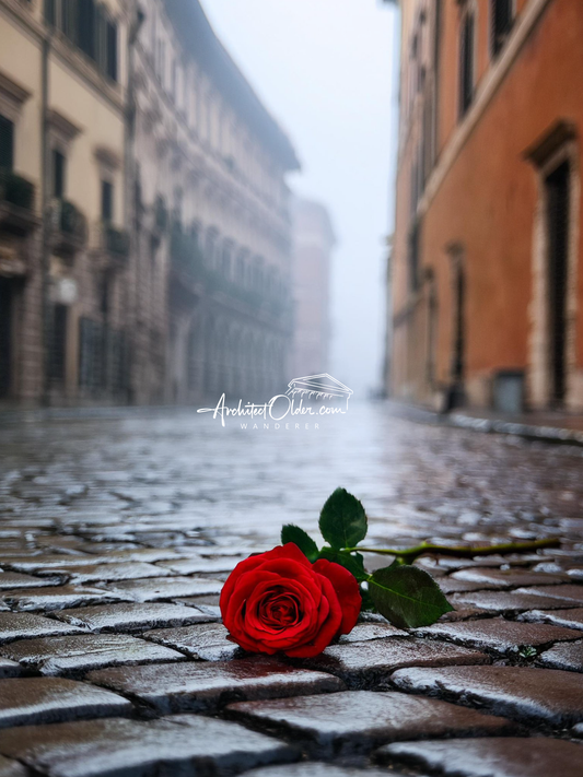 Red Rose Roma