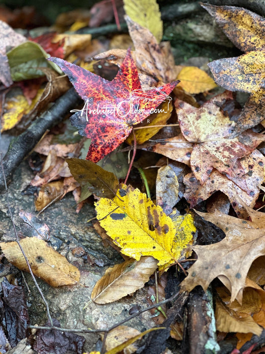 Autumn Debris