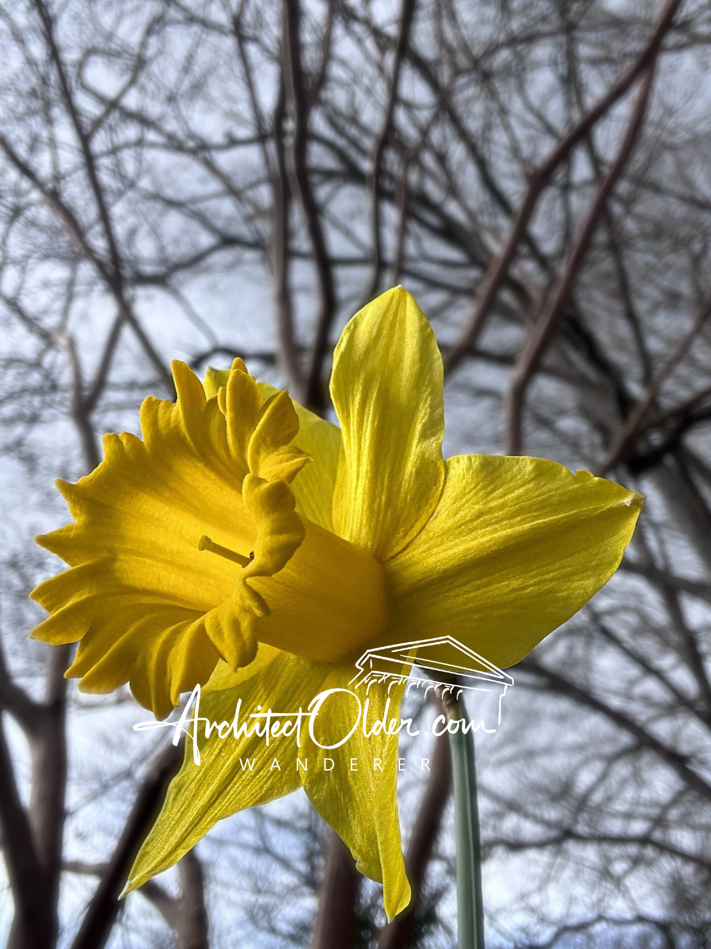 Daffodil