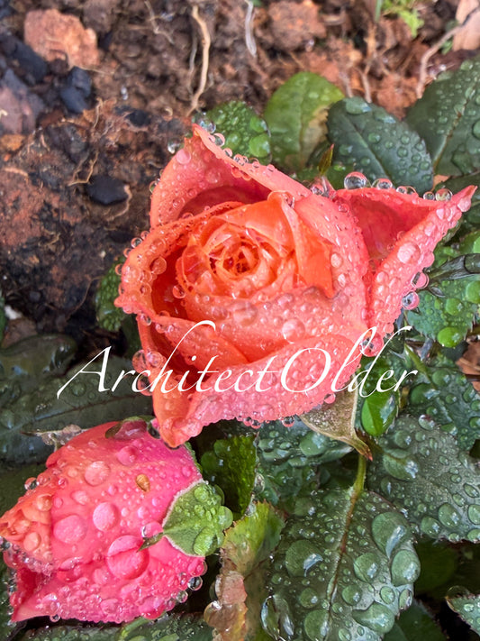 Rain on the Roses